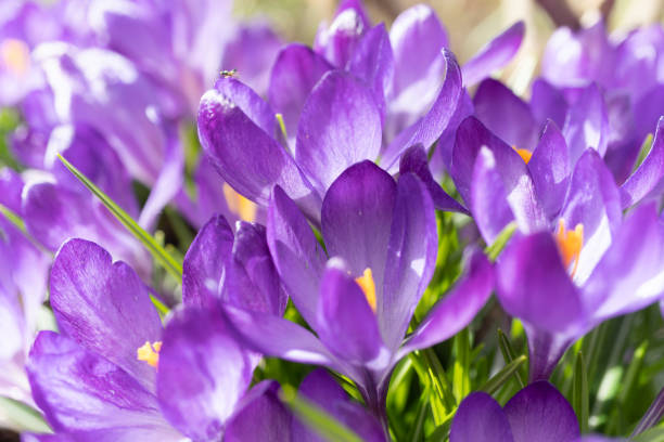 istock Purple spring crocuses with yellow centers blooming in garden 2127942449