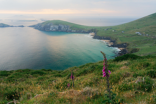 Idyllic view of Irish coast in summer with green meadows and cliffs