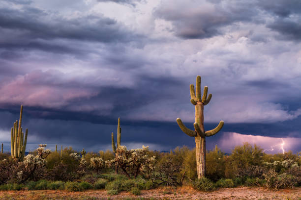 istock Sonoran Desert landscape with Saguaro Cactus and storm clouds 2127947110