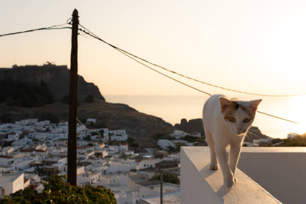 zbliżenie kota spacerującego po balustradzie balkonu, a w tle wschód słońca z miastem lindos na greckiej wyspie krecie - tranquil scene sky road street zdjęcia i obrazy z banku zdjęć