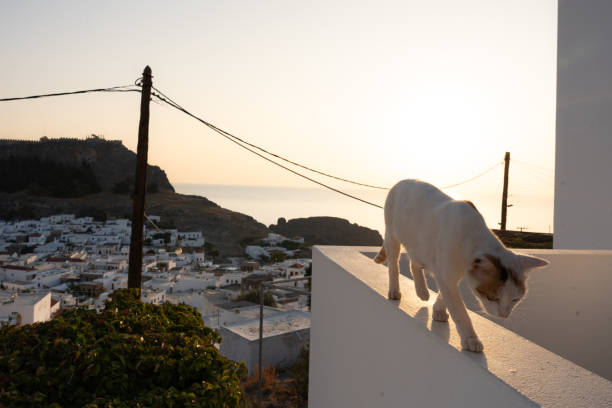 zbliżenie kota spacerującego po balkonie, a w tle historyczne miasto lindos na krecie o świcie, a w tle morze egejskie - tranquil scene sky road street zdjęcia i obrazy z banku zdjęć