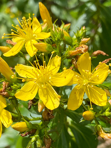 Hypericum glandulosum yellow flowers close up.Medicinal herbs growing in wild meadow. Natural herbal medicine, ecology concept.
Selective focus.