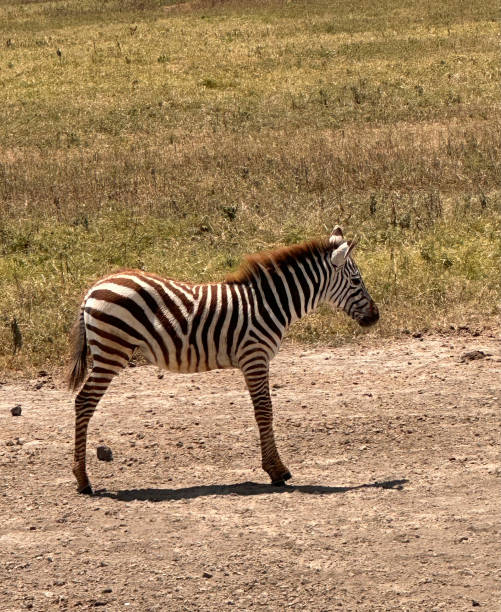 Scenes from a safari in Tanzania
