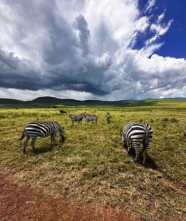 Scenes from a safari in Tanzania