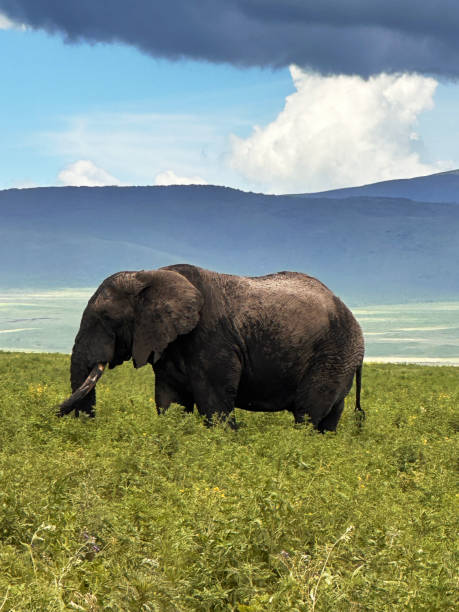 istock Scenes from a safari in Tanzania 2127977205