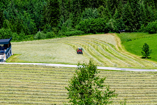Eben im Pongau, Salzburg - Austria - 06-16-2021: Tractor mowing patterns into the hay of an Austrian meadow, bordered by forest