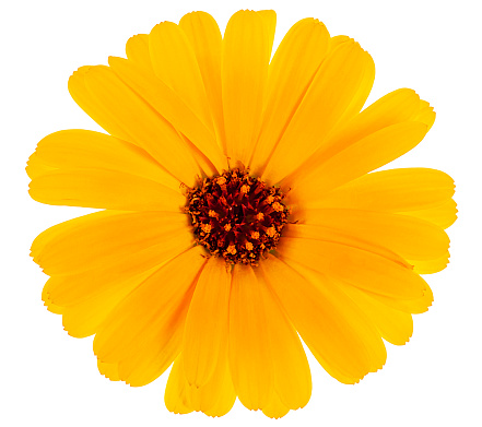 Beautiful blooming orange pot of marigold flower isolated on a white background, top view. Calendula officinalis.