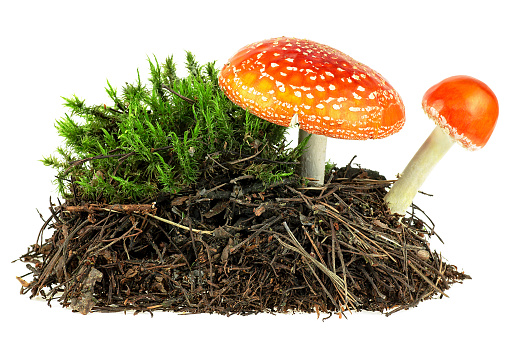 Pile of forest soil and green moss with mushrooms isolated on a white background. Fly agaric mushrooms, Amanita muscaria.