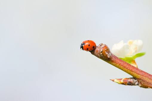 ladybug on a branch close-up