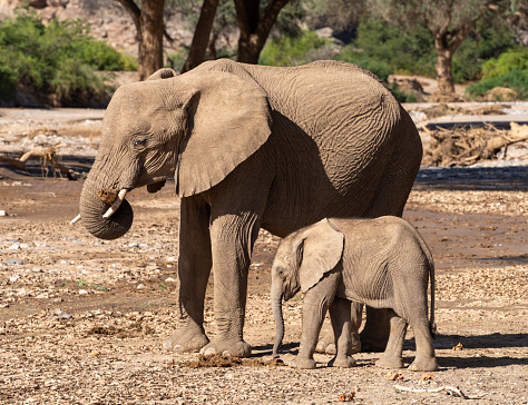 Mother and Child Elephants