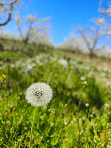 Dandelion seed in springtime
