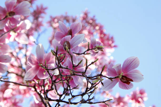 istock Magnolia × soulangeana tree with flowers 2127994919