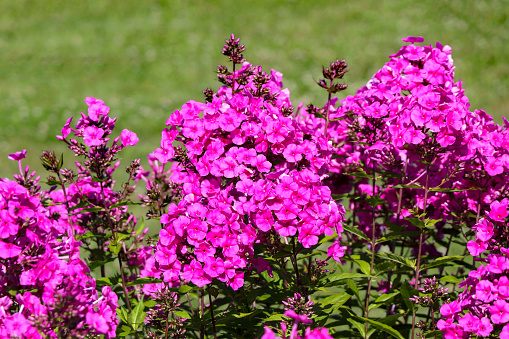 Pink Phlox (Phlox paniculata) in the garden.