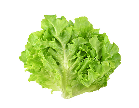 Fresh organic green lettuce isolated on white background. Top view
