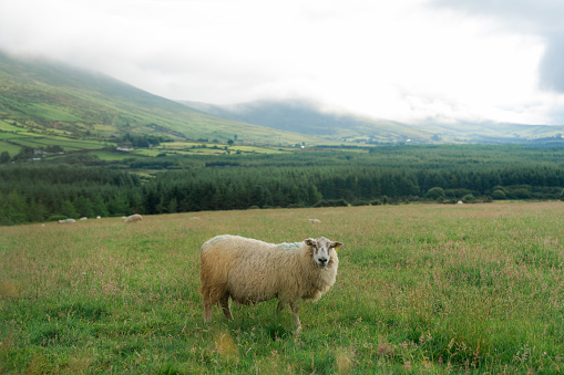 Cute sheep grazing on the meadow in summer
