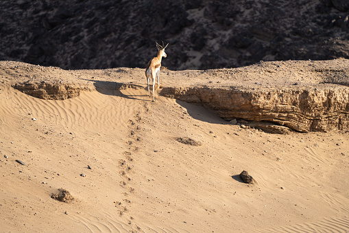 Springbok leaves footprints in the sand