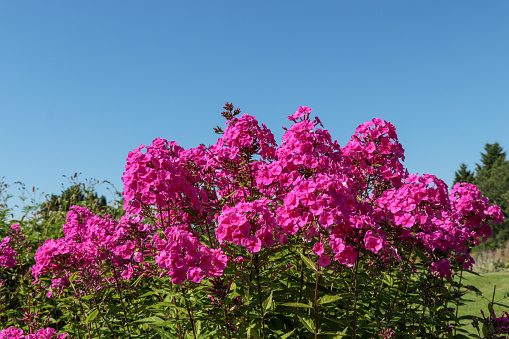 Pink trumpet vine or Podranea ricasoliana bloom in the garden on blur nature background.