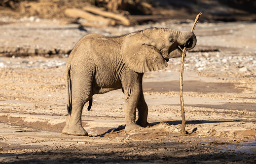 Elephant Cub Plays with Stick