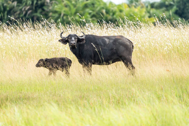 Mother and Cub