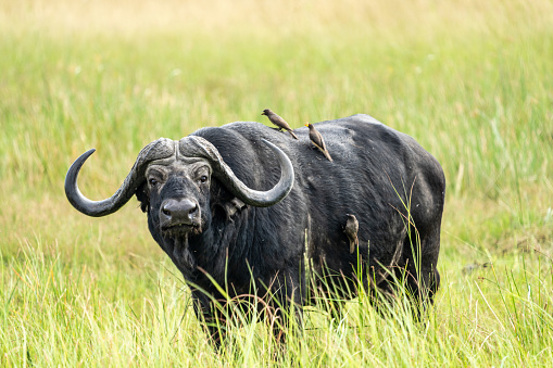 Close-up of Cape buffalo standing chewing grass
