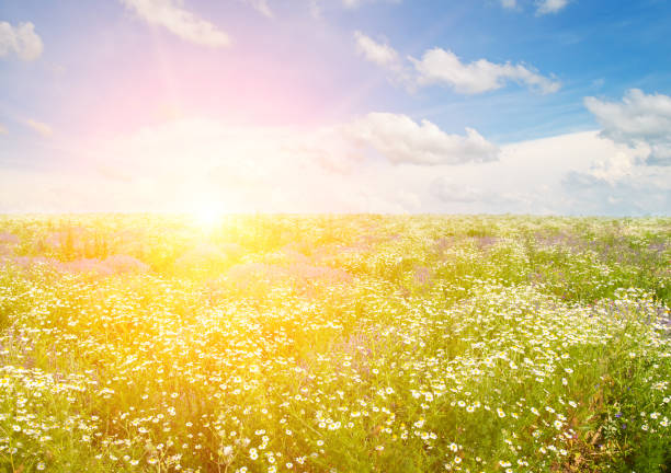 Field of daisies,blue sky and sunrise.