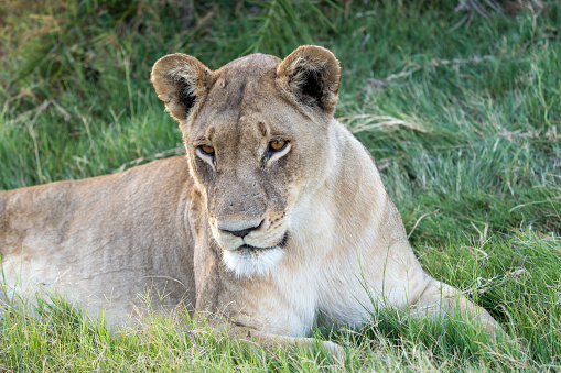 Lion female in the savannah of Africa