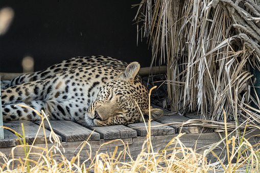 Leopard Sleeps Mid day