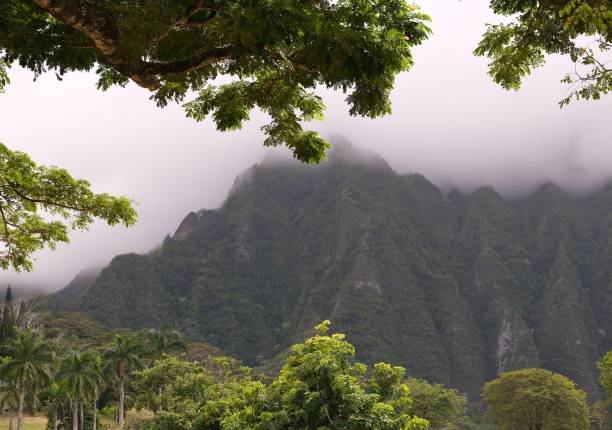 View of the beautiful and green Ko'Olau mountains on the windward side of Oahu with clouds sitting on top surrounded by lush green tropical plants, trees and palms.  Ko'Olaus cut edges from years of wind and rain erosion.