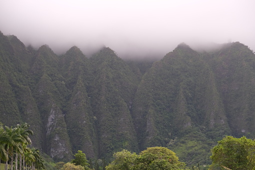 View of the beautiful and green Ko'Olau mountains on the windward side of Oahu with clouds sitting on top surrounded by lush green tropical plants, trees and palms.  Ko'Olaus cut edges from years of wind and rain erosion.