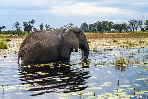 An elephant with a white heron on its back in a lake covered with green leaves. Kaziranga National Park, India.
