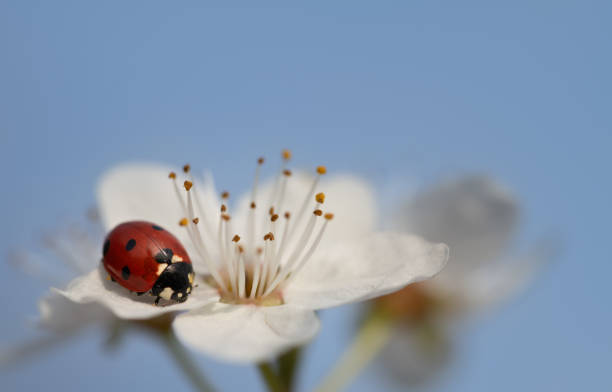 Harmonia axyridis crawls on plants, North China