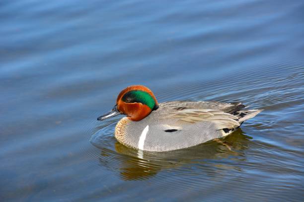 A Green Winged Teal Glides on a Calm Lake.