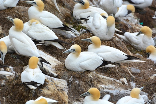 A Flock of Northern Gannet Nesting at a Colony Site in Newfoundland Canada