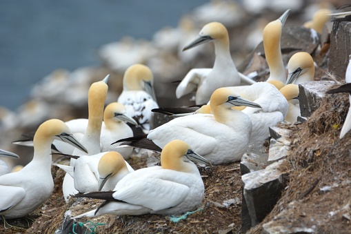 A Close up Image of Several Northern Gannet from a Nesting Site at Cape St. Mary's in Newfoundland Canada.