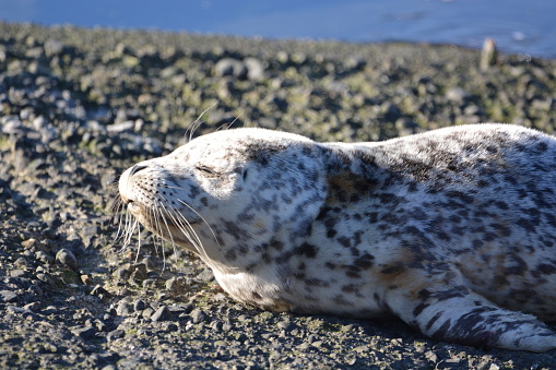 Face and Upper Body of a Harbor Seal Young Adult Laying on a Rocky Beach in Front of the Ocean. The image is taken from Vancouver Island Canada.