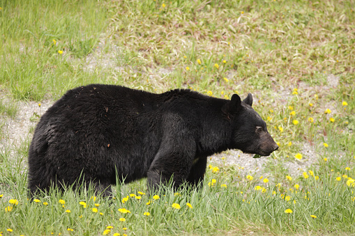 An American black bear Ursus americanus stands in profile, close up in a horizontal composition, facing to the right, legs mostly hidden among a field of yellow dandelions,  The bear is a large male.  The background is mostly green field grass.