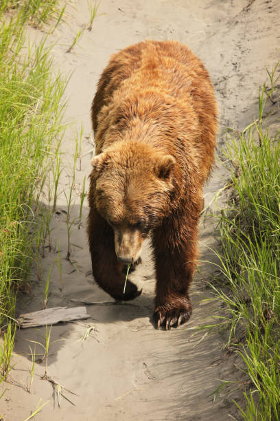 A large Alaskan brown bear Ursus arctos is walking toward the camera, viewed from slightly above, close up, centered in the vertical frame, in a sandy depression with green grass on both sides.  The bear has a single grass blade hanging from its mouth.