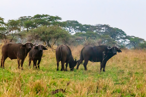 Herd of African buffalo or Cape buffalo (Syncerus caffer) in Serengeti national park, Tanzania