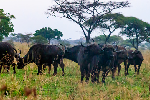 Herd of African buffalo or Cape buffalo (Syncerus caffer) in Serengeti national park, Tanzania