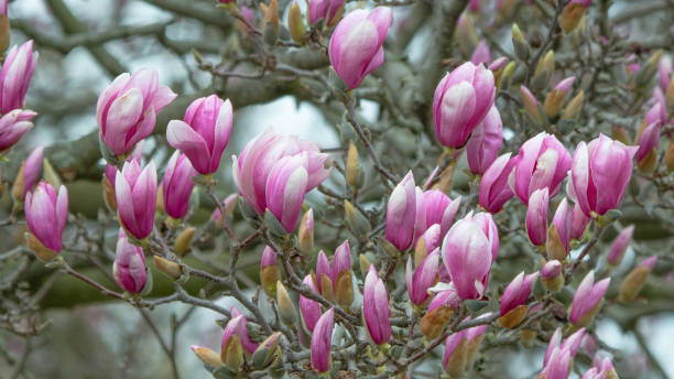 istock Beautiful Spring Tulip-Magnolia tree- Howard County, Indiana 2128074929