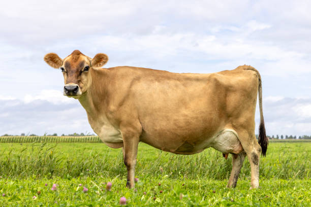 istock Jersey cow side view, in a green pasture, looking and large udder 2128077473