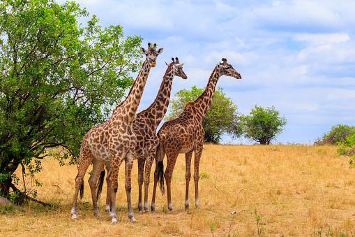 Giraffes in savanna in Serengeti national park in Tanzania. Wild nature of Tanzania, East Africa