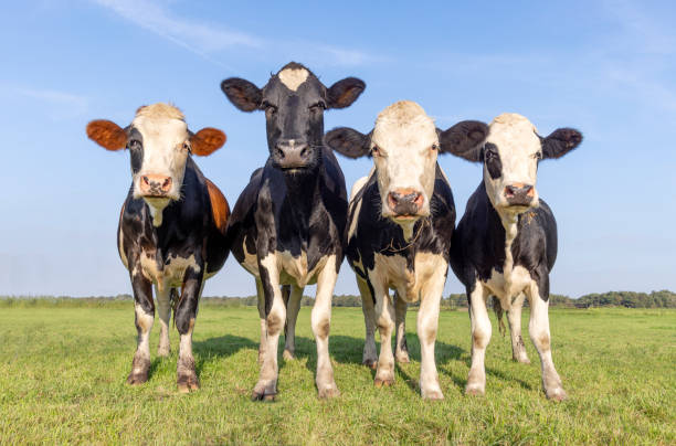istock Four cows on a row, side by side, happy and joyful and a blue sky 2128077480