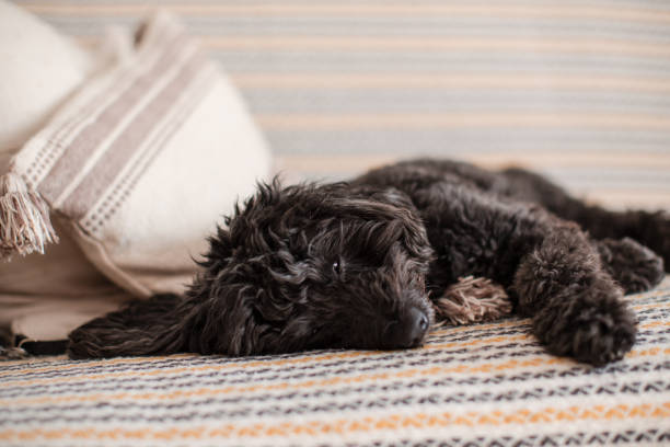 istock Cute dog relaxing on a sofa at home 2128083198