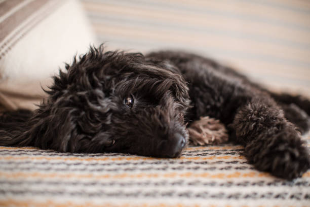 istock Cute dog relaxing on a sofa at home 2128083211