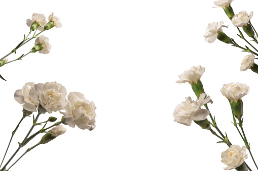 White beautiful carnation flower isolated on a white background.