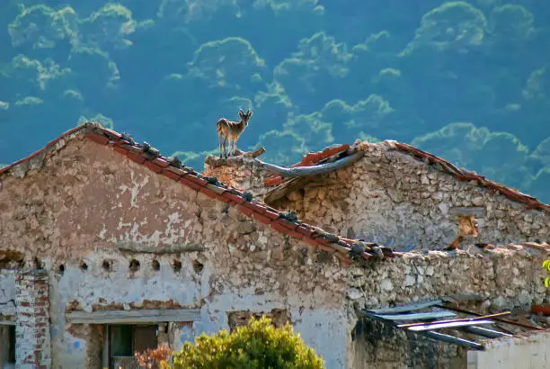 Photo of Hispanic goat on the collapsed roofs of a farmhouse, in the Cazorla, Segura and Las Villas natural park.