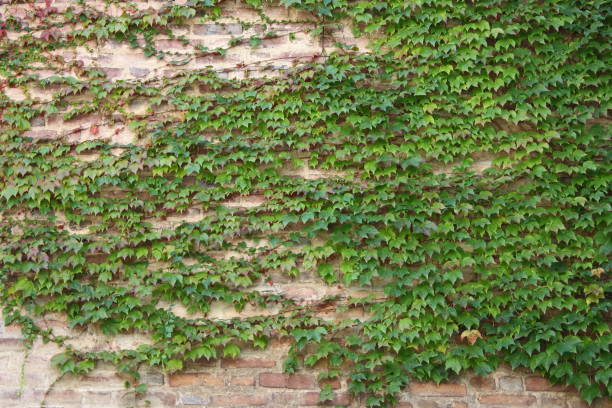 istock Green ivy leaves on a wall 2128098056