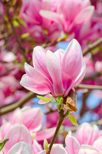 Close up of a blooming  Magnolia tree in Paris. The magnolia flower is a symbol of respect and fidelity.