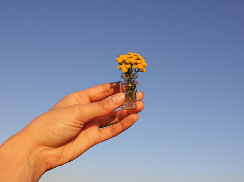 Female hand holding bouquet of Immortelle Hydrosol or Everlasting (Helichrysum italicum) yellow blossom plant flower outdoors over blue sky background.